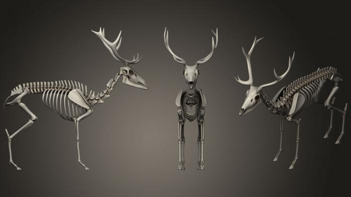 Anatomy of skeletons and skulls (ANTM_0380) 3D model for CNC machine